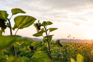 Sunflowers in the autumn, field Sunflowers in the autumn, field